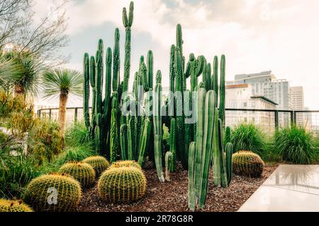 Kakteen und die Skyline der Stadt im Hintergrund. Riesiger Kaktusgarten in Downtown City von Los Angeles, Kalifornien Stockfoto