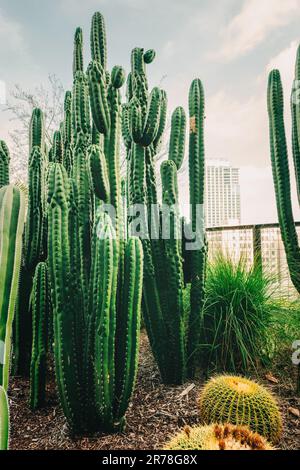 Kakteen und die Skyline der Stadt im Hintergrund. Riesiger Kaktusgarten in Downtown City von Los Angeles, Kalifornien Stockfoto