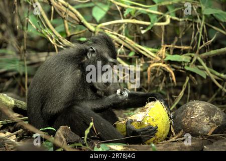 Eine Sulawesi-Schwarzkammmakake (Macaca nigra) isst Kokosnussfrüchte, da sie auf dem Waldboden in einem natürlichen Lebensraum liegt: Im Tangkoko-Wald in Nord-Sulawesi, Indonesien. Der Klimawandel kann die Lebensraumtauglichkeit von Primaten verringern, was sie zwingen könnte, aus sicheren Lebensräumen auszuwandern und mehr potenzielle Konflikte mit Menschen zu haben, sagen Wissenschaftler. Obwohl dieser endemische Affe von Wilderei bedroht ist, wird er aufgrund seiner Razzia in der Provinz Nord-Sulawesi in Indonesien manchmal auch als Schädling angesehen. Stockfoto