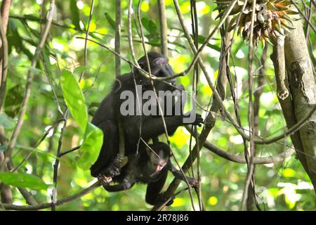 Eine Erwachsene Frau von Sulawesi-Schwarzkammmakaken (Macaca nigra) trägt ein Kind, da sie im Naturschutzgebiet Tangkoko, North Sulawesi, Indonesien, Liana-Früchte pflückt. Seit mindestens 1997 untersuchen Wissenschaftler die möglichen Auswirkungen des Klimawandels auf Primaten der Welt, mit dem Ergebnis, dass er mutmaßlich ihr Verhalten, ihre Aktivitäten, ihren Fortpflanzungszyklus und ihre Verfügbarkeit von Nahrungsmitteln verändert. Darüber hinaus kann der Klimawandel die Lebensraumtauglichkeit von Primatenarten verringern, was sie dazu zwingen könnte, sichere Lebensräume zu verlassen und mit mehr potenziellen Konflikten mit Menschen konfrontiert zu werden. Stockfoto