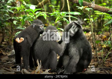 Celebes-Schürzenmakaken (Macaca nigra) werden fotografiert, da sie eine soziale Aktivität im Tangkoko-Wald, North Sulawesi, Indonesien, ausüben. Klimawandel und Krankheiten stellen neue Bedrohungen für Primaten dar. Aber auch ohne den Faktor Klimawandel ist Macaca nigra einer der 25 am stärksten gefährdeten Primaten der Erde. Die Art ist mit Wilderei (1.700 Fallen wurden in 16 Jahren gesammelt, berichten von Forschern), Verlust von Lebensräumen und anderen Arten von ökologischen Bedrohungen durch menschliche Tätigkeiten konfrontiert. Stockfoto