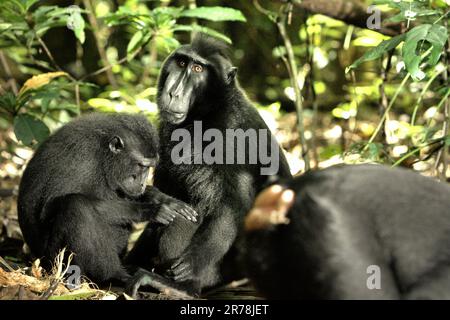 Celebes-Schürzenmakaken (Macaca nigra) werden fotografiert, da sie eine soziale Aktivität im Tangkoko-Wald, North Sulawesi, Indonesien, ausüben. Klimawandel und Krankheiten stellen neue Bedrohungen für Primaten dar. Aber auch ohne den Faktor Klimawandel ist Macaca nigra einer der 25 am stärksten gefährdeten Primaten der Erde. Die Art ist mit Wilderei (1.700 Fallen wurden in 16 Jahren gesammelt, berichten von Forschern), Verlust von Lebensräumen und anderen Arten von ökologischen Bedrohungen durch menschliche Tätigkeiten konfrontiert. Stockfoto