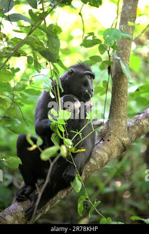 Porträt einer Sulawesi-Schwarzkammmakaken (Macaca nigra)-Frau, die sich um ein Kleinkind kümmert, während sie auf einem Ast eines Baumes im Naturschutzgebiet Tangkoko, North Sulawesi, Indonesien sitzt. Laut Oswald J. Schmitz, dem Oastler-Professor für Bevölkerungsforschung und Ökologie an der Yale School of the Environment, der am Phys.Org 28. März 2023 veröffentlicht wurde, könnte der Schutz von Wildtieren weltweit die natürliche Kohlenstoffabscheidung und -Speicherung durch die Aufladung von Kohlenstoffsenken des Ökosystems erheblich verbessern. Stockfoto