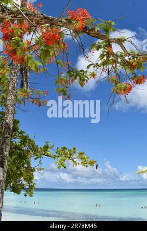 Pigeon Point Beach, Tobago, West Indies. Stockfoto