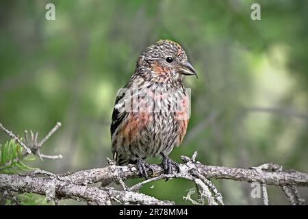 Ein unreifer, weissflügeliger Querschnabel „Loxia leucoptera“, hoch oben auf einem toten Ast Stockfoto