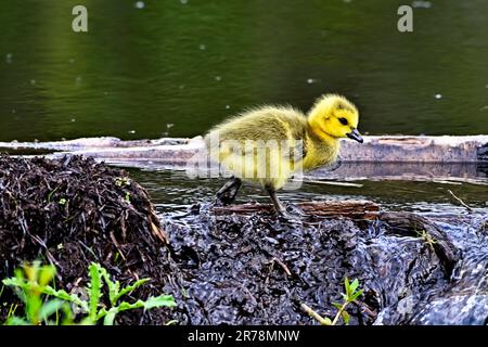 Ein Kanadier-Gänseblümchen (Branta canadensis) erkundete den Biberdamm, wo er geschlüpft war Stockfoto