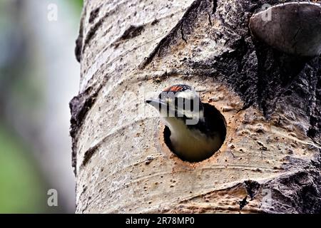 Ein junger Hairy Woodpecker „Picoides pubescens“, der aus seiner Geburtshöhle in einer bewaldeten Gegend im ländlichen Alberta Kanada schaut. Stockfoto