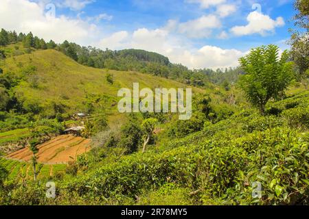 Morgengrauen auf einer Teeplantage in der Nähe von Lipton's Seat, Haputale, Sri Lanka. Blauer Himmel mit Kopierbereich für Text Stockfoto