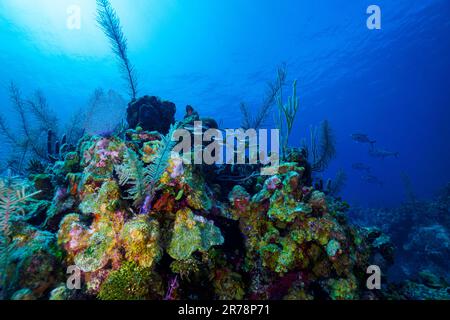 Eine Weitwinkelaufnahme des bunten und gesunden Riffs mit Schlauchschwammen und Fans entlang des Belize Barrier Reef Stockfoto