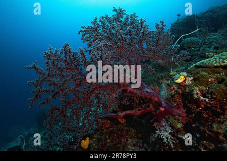 Ein großer gorgonianischer Meeresfan ist am farbenfrohen Riff im klaren, warmen Wasser von Raja Ampat, Indonesien, vor Anker Stockfoto