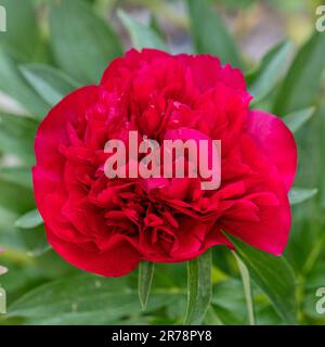 „Rubra Plena“-Gartenpeonie, Bondpion (Paeonia x festiva) Stockfoto