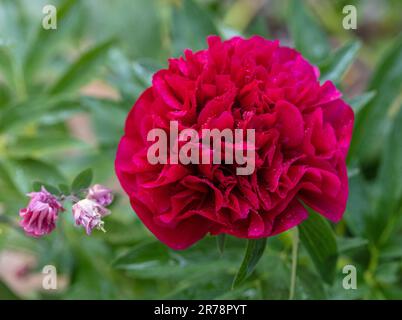 „Rubra Plena“-Gartenpeonie, Bondpion (Paeonia x festiva) Stockfoto