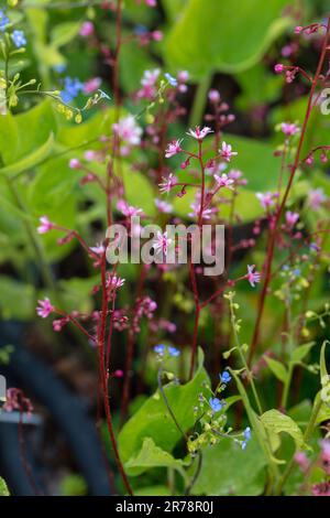 Stolz auf London, Porslinsbräcka (Saxifraga × urbium) Stockfoto