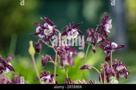 „William Guiness“ Europäische Kolumne, Akleja (Aquilegia vulgaris) Stockfoto