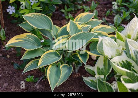 'El Niño' Hosta, Blåfunkia (Hosta tardiana) Stockfoto