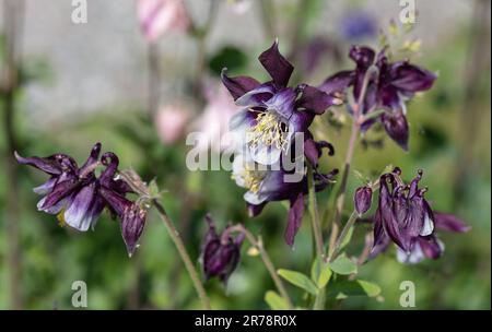 „William Guiness“ Europäische Kolumne, Akleja (Aquilegia vulgaris) Stockfoto