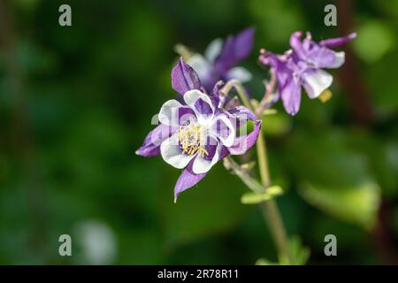 „William Guiness“ Europäische Kolumne, Akleja (Aquilegia vulgaris) Stockfoto