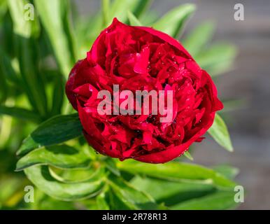 „Rubra Plena“-Gartenpeonie, Bondpion (Paeonia x festiva) Stockfoto