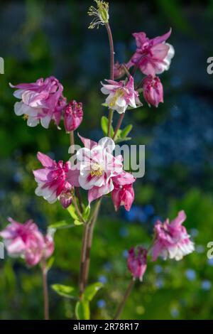 Europäisches Columbine, Akleja (Aquilegia vulgaris) Stockfoto