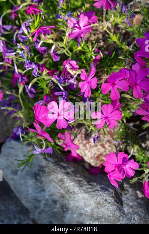 „Ronsdorfer schöne“ kriechender Phlox, Mossflox (Phlox subulata) Stockfoto
