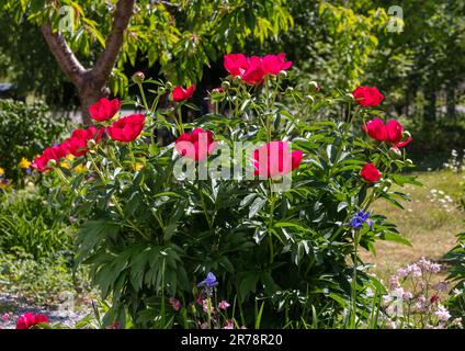 „Scarlett O’Hara“ Pfingstrose Hybrid, Pion (Paeonia officinalis x albiflora) Stockfoto