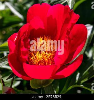 „Scarlett O’Hara“ Pfingstrose Hybrid, Pion (Paeonia officinalis x albiflora) Stockfoto