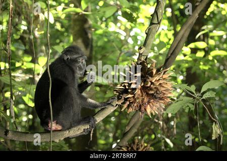 Eine Sulawesi-Schwarzkammmakake (Macaca nigra) ernährt sich von Lianenfrüchten im Naturschutzgebiet Tangkoko, North Sulawesi, Indonesien. Klimawandel und Krankheiten stellen neue Bedrohungen für Primaten dar, so ein Team von Wissenschaftlern unter der Leitung von Miriam Plaza Pinto (Departamento de Ecologia, Centro de Biociências, Universidade Federal do Rio Grande do Norte, Natal, RN, Brasilien) in ihrem wissenschaftlichen Bericht über Natur, der im Januar 2023 veröffentlicht wurde. Der endemische Primat von North Sulawesi isst Früchte in der Regenzeit mehr als in der Trockenzeit, aber Veränderungen im Zusammenhang mit den Jahreszeiten werden indirekt bedrohlich sein. Stockfoto