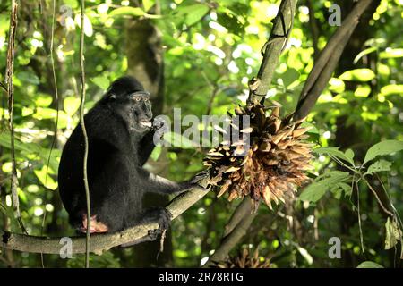 Eine Sulawesi-Schwarzkammmakake (Macaca nigra) ernährt sich von Lianenfrüchten im Naturschutzgebiet Tangkoko, North Sulawesi, Indonesien. Klimawandel und Krankheiten stellen neue Bedrohungen für Primaten dar, so ein Team von Wissenschaftlern unter der Leitung von Miriam Plaza Pinto (Departamento de Ecologia, Centro de Biociências, Universidade Federal do Rio Grande do Norte, Natal, RN, Brasilien) in ihrem wissenschaftlichen Bericht über Natur, der im Januar 2023 veröffentlicht wurde. Der endemische Primat von North Sulawesi isst Früchte in der Regenzeit mehr als in der Trockenzeit, aber Veränderungen im Zusammenhang mit den Jahreszeiten werden indirekt bedrohlich sein. Stockfoto