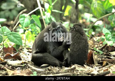 Aggressives Verhalten von Celebes-Schimmelmakaken (Macaca nigra) im Tangkoko-Wald, Nord-Sulawesi, Indonesien. Primatinnen-Wissenschaftler haben herausgefunden, dass Kämpfen oder aufeinander losgehen Teil der sozialen Aktivitäten von Crested Macaque sind. Aggressive manuelle Kontakte traten häufig auf und sind sehr normal, und oft folgen Vergeltungsmaßnahmen und Versöhnung - eine Tatsache, die dazu beigetragen hat, den Ruf von Kammmakaken als "hochsozial tolerante Spezies" aufzubauen. Stockfoto