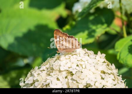 Schmetterling apatura Iris, der violette Kaiser, sitzt auf weißen Blüten auf grünem Hintergrund Stockfoto