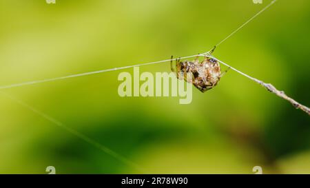 Brown Orb Weaver Spider auf Web und Beute, umhüllt ihre Insektenbeute in Seide mit Naturhintergrund, selektiver Fokus. Stockfoto