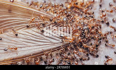 Viele kleine Ameisen fressen sich von Insekten (Beute), Ameisen arbeiten, Ants Teamarbeit, Nahaufnahme. Stockfoto