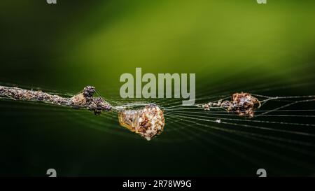 Brown Orb Weaver Spider auf Web und Beute, umhüllt ihre Insektenbeute in Seide mit Naturhintergrund, selektiver Fokus. Stockfoto