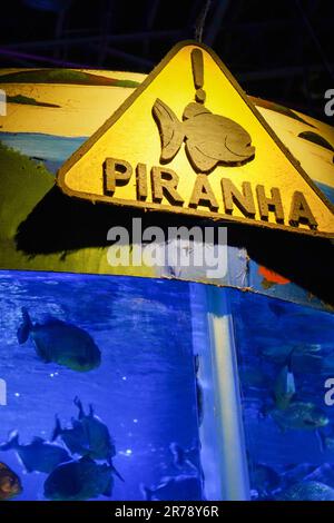 Warnung Piranha-befallenes Aquarium, das vor Gefahren strotzt Stockfoto