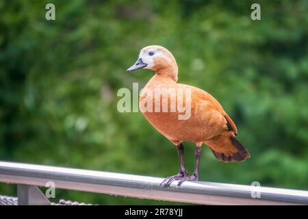 Ruddy Shelduk steht auf einem Metallzaun, Ruddy Shelduk, Tadorna ferruginea. Es handelt sich um eine Entenfamilie von Wasservögeln, ähnlich der gewöhnlichen. Der Vogel hat einen Orang Stockfoto