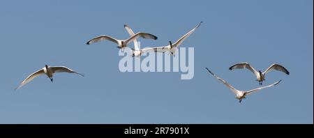 Eurasischer Löffelchen, Platalea leucorodia. Foto im Vicario Reservoir, Provinz Ciudad Real, Spanien. Stockfoto