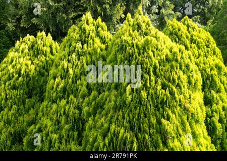 Platycladus orientalis, BIOTA orientalis, Oriental Arbovitae, Chinese Arbor-vitae, Oriental White Cedar, Platycladus stricta, Thuja orientalis Berkmanii Stockfoto