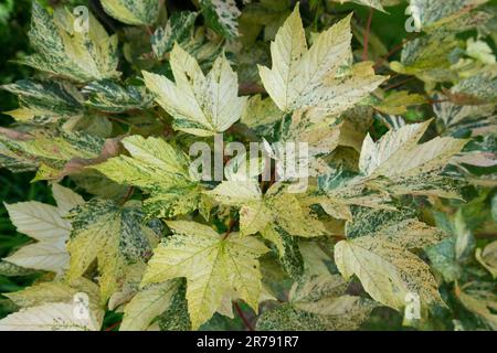 Sycamore Baum, Acer pseudoplatanus „Nizetii“, Sommer, gesprenkelt, Farbe, Hinterlässt einen variegierten Sycamore Maple Stockfoto