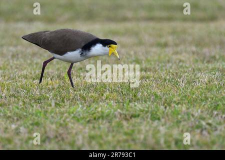 Ein am Boden bewohnender australischer Erwachsener, maskierter Lapwing-Vogel - Vanellus Miles, Novaehollandiae - im bedeckten Licht, der auf der Suche nach Nahrung im kurzen Gras wandert Stockfoto