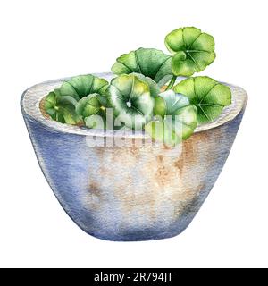 Steinmörtel und Stößel gefüllt mit abgerundeten Blättern Aquarelldarstellung isoliert auf weiß. Centella asiatica, handgezogener Haufen Kräuterpflanzen. Des Stockfoto