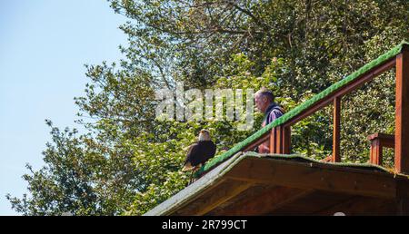 Falknerei auf Warwick Castle Grounds in Warwickshire, England, Großbritannien, einschließlich Seeadler, Andenkondore und Eulen Stockfoto