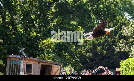 Falknerei auf Warwick Castle Grounds in Warwickshire, England, Großbritannien, einschließlich Seeadler, Andenkondore und Eulen Stockfoto