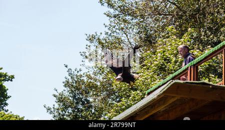 Falknerei auf Warwick Castle Grounds in Warwickshire, England, Großbritannien, einschließlich Seeadler, Andenkondore und Eulen Stockfoto