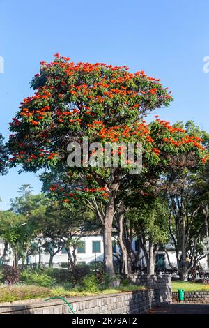 FUNCHAL, PORTUGAL - 20. AUGUST 2021: Dies ist ein blühender afrikanischer Tulpenbaum im Santa Catarina Park. Stockfoto