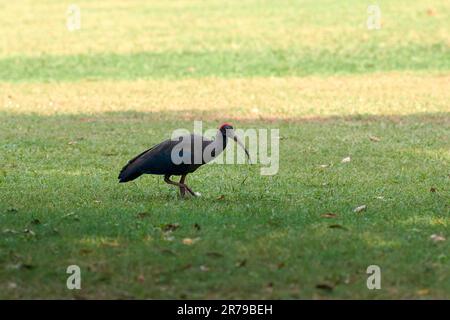 Roter nackter Ibis Vogel mit langen Beinen und langem, nach unten gebogenem Schnabel, der auf grünem Gras im Park spaziert, indischer schwarzer ibis Vogel spaziert auf grünem Rasen, lustiger Ale Stockfoto