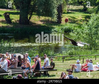 Falknerei auf Warwick Castle Grounds in Warwickshire, England, Großbritannien, einschließlich Seeadler, Andenkondore und Eulen Stockfoto