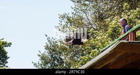 Falknerei auf Warwick Castle Grounds in Warwickshire, England, Großbritannien, einschließlich Seeadler, Andenkondore und Eulen Stockfoto