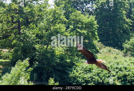 Falknerei auf Warwick Castle Grounds in Warwickshire, England, Großbritannien, einschließlich Seeadler, Andenkondore und Eulen Stockfoto