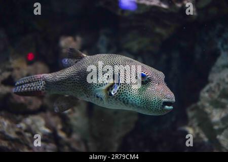 Ein Nahfoto eines Pufferfisches, der allein in einem kristallklaren Aquarium gleitet. Sternenpuffer (Arothron stellatus), auch bekannt als Sternenkröte Stockfoto