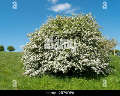 Isolierter, mit wunderschönen weißen Blüten bedeckter Weissdornbaum im späten Frühling auf einem Grasfeld mit blauem Himmel, Leicestershire, England, Großbritannien Stockfoto